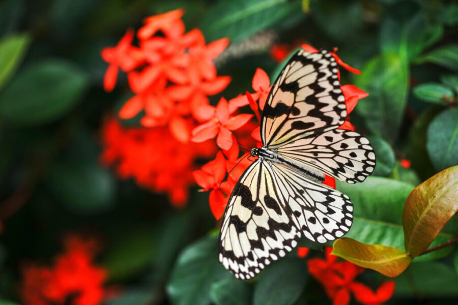 Schmetterlingspark Klütz